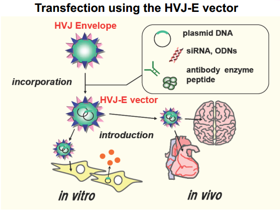 Cosmo bio轉(zhuǎn)染精品—— GenomONETM HVJ‐E Transfection Kits  