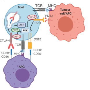 帶您了解免疫檢查點靶點之CTLA-4